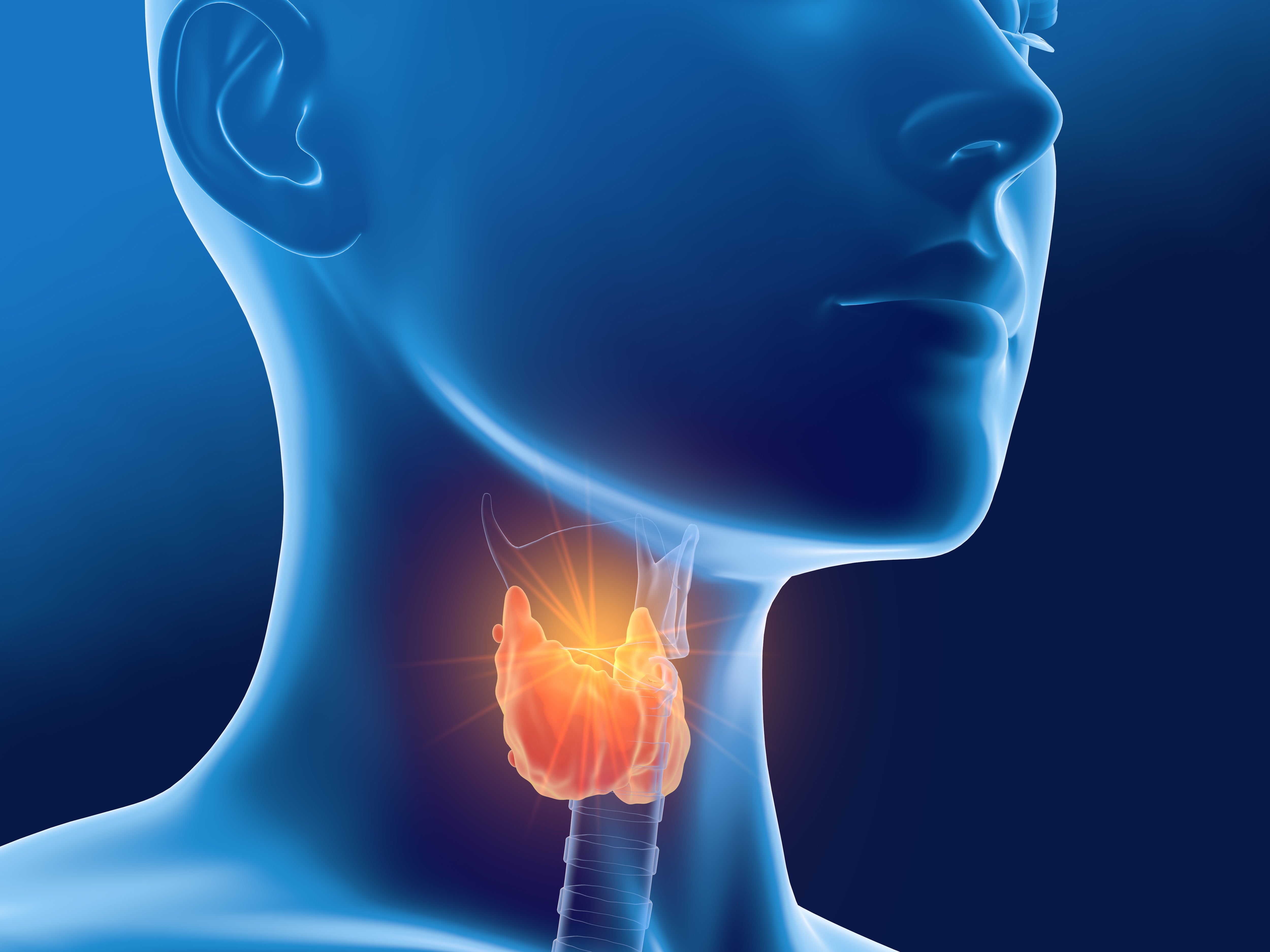 Why is the Thyroid Gland Important to Our Health? – Ask Debbie About ...